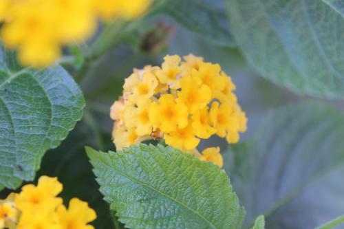 a close up of a yellow flower with green leaves at Sea Breeze in Kato Achaia