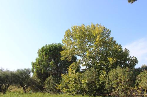 a group of trees with yellow leaves in a field at Sea Breeze in Kato Achaia