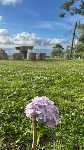 a pink flower in the middle of a field at Biscoitos Top View in Biscoitos
