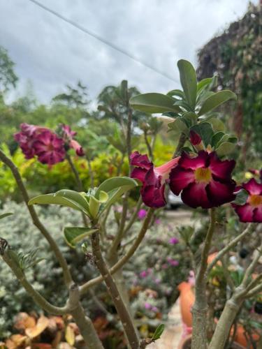 a group of purple flowers in a garden at Hotel Campestre Las Margaritas Rivera in Rivera