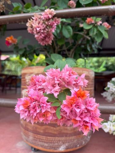 a pot of pink flowers sitting on a table at Hotel Campestre Las Margaritas Rivera in Rivera