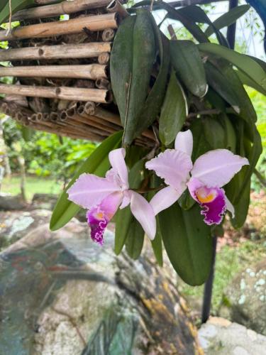 a bunch of pink flowers on a plant at Hotel Campestre Las Margaritas Rivera in Rivera