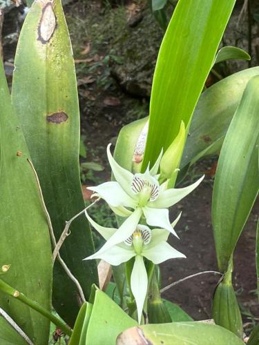 two white flowers on a plant with green leaves at Hotel Campestre Las Margaritas Rivera in Rivera