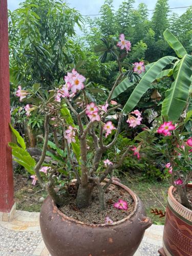 a potted plant with pink flowers in a pot at Hotel Campestre Las Margaritas Rivera in Rivera