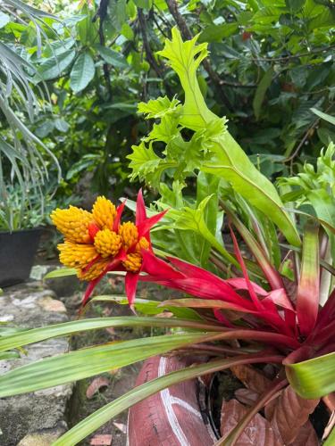 a red and yellow flower on a plant at Hotel Campestre Las Margaritas Rivera in Rivera
