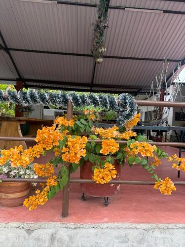 a bunch of flowers in pots on a table at Hotel Campestre Las Margaritas Rivera in Rivera
