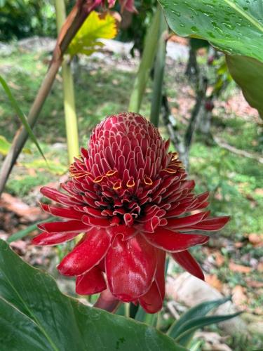 a red flower with a red center in a garden at Hotel Campestre Las Margaritas Rivera in Rivera