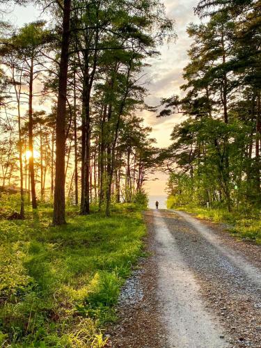 a dirt road with trees on either side of it at Cosy Guest House At Ekstakusten in Fröjel