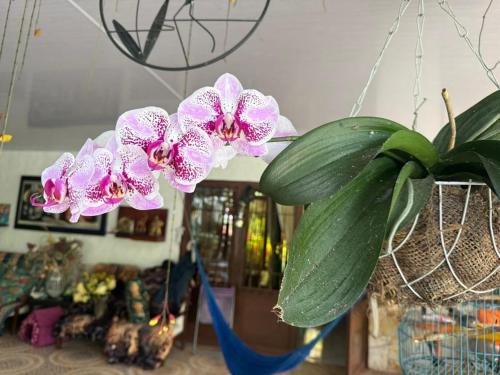 a plant with pink flowers hanging from a ceiling at Finca Turística Las Margaritas in Rivera