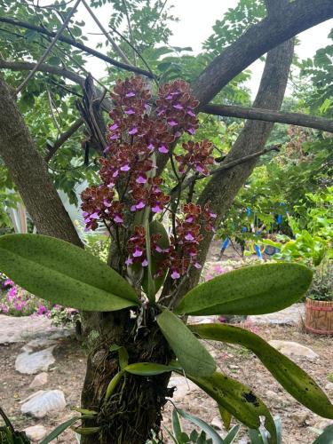 a plant with purple flowers on a tree at Finca Turística Las Margaritas in Rivera