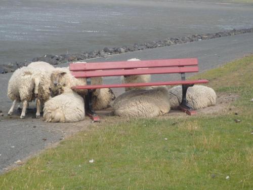 a group of sheep laying under a bench at Nordsee-1 in Vollerwiek