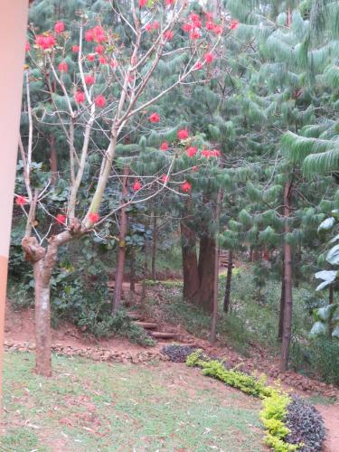 Foto da galeria de Itambira Island, Seeds of Hope em Chabahinga