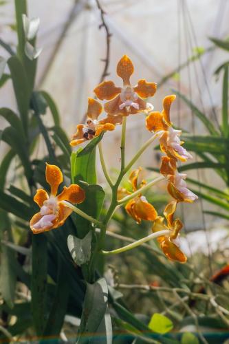 a group of orange and white flowers on a plant at Ceylon Kingsmen Garden - Katunayake Airport Transit Hotels in Negombo