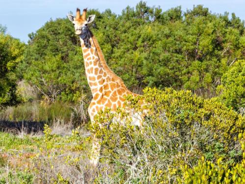 a giraffe standing in the middle of a field at The Salt Mine - West Coast Private Game Reserve in Yzerfontein