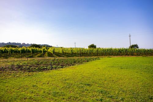 a field with a fence and a field of grass at Vigne Marrone B&B in Fossacesia