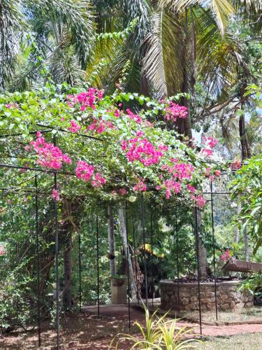 a bunch of pink flowers on a fence at Jackland Holiday Cabanas in Demanhandiya
