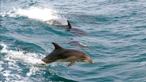 two dolphins playing in the water in the ocean at Aalto Retreat 2 - Chic Modern Close to Everything in Rosebud