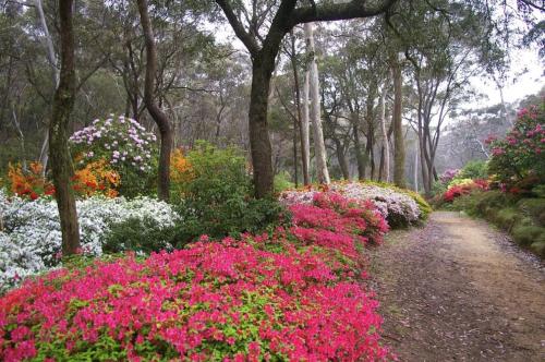 a garden with pink and white flowers and trees at Cooinda Mountain Retreat in Blackheath