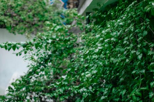 a green hedge with white flowers on it at Viraam Estate by RÊVE in Assagao