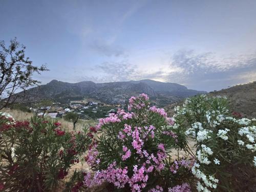 a field of flowers with mountains in the background at Casa Gala - Caminito del Rey in Málaga