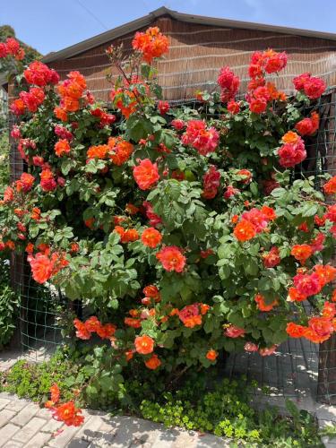 a bunch of red flowers on a fence at Уютный Дворик В Гостях на Иссык-Куле in Cholpon-Ata