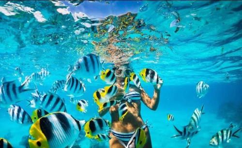 a person in the water with a group of fish at Tours a la isla saona in Punta Cana