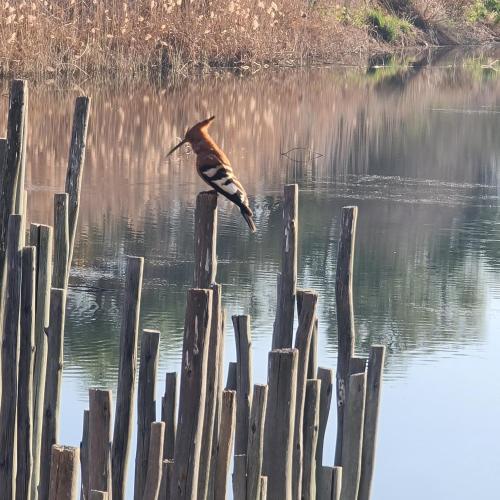 a bird is standing on wooden poles in the water at Duckpond Lodge in Oudtshoorn