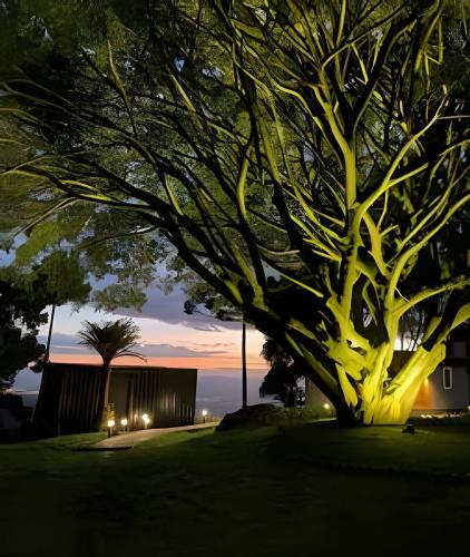 a tree in the middle of a yard at night at HOSPEDE-SE EM UM CONTAINER AO LADO DE GRAMADO - RS in Igrejinha