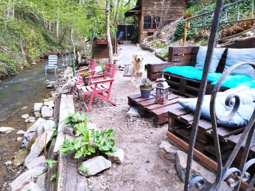 a dog standing in a backyard with a bed and chairs at Schmökermühle in Andernach