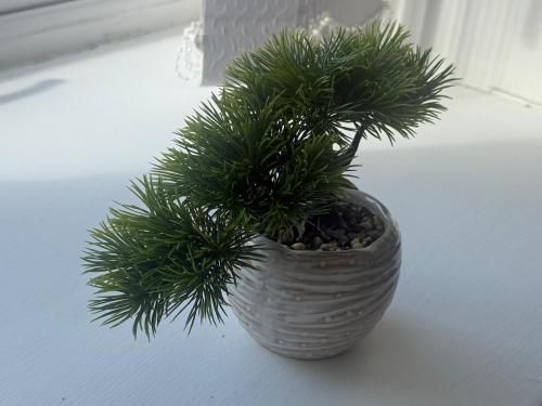 a green plant in a white vase on a table at Pendle view- luxurious Studio in Brierfield
