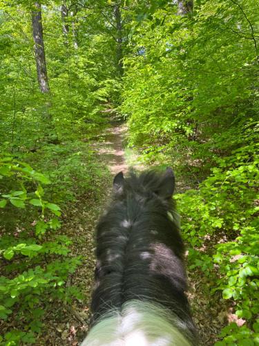 a horse walking down a trail in the woods at Lilla jularpsgården 