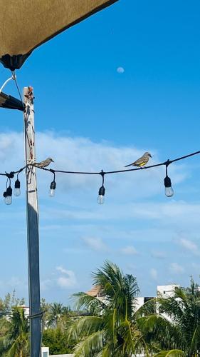Gambar di galeri bagi Hostal Cuca Macuca di Puerto Morelos