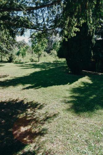 a field of grass with a large tree overhead at Villa ORKA Pelister - Forest Zone in Bitola