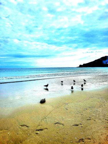 a group of birds standing on a beach at My Rooms City Hotel Monte Blanco in Neaño