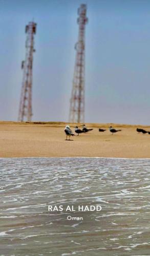 a bird standing on the beach near the water at Pink Beaches Guest Houses in Al Ḩadd