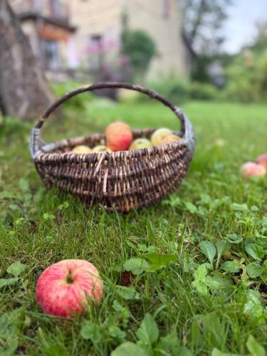 a basket of apples sitting on the grass at Omulīgs mājoklis Ogres sirdī in Ogre