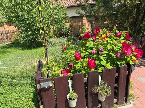 a garden with red roses in a wooden fence at Mandi apartman in Veresegyház