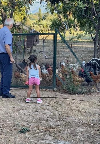 a little girl standing in front of a cage with chickens at Lavender farm house in Nafpaktos