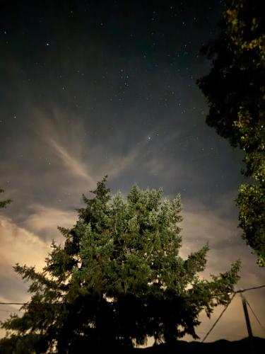a tree in front of a night sky with stars at Roca negra Montseny in Fogars de Montclus