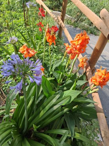 a garden with orange and purple flowers at Casa Ninin in Alassio