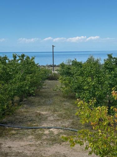 a garden with a hose extending between two bushes at Home in Tosor, Kyrgyzstan in Tossor