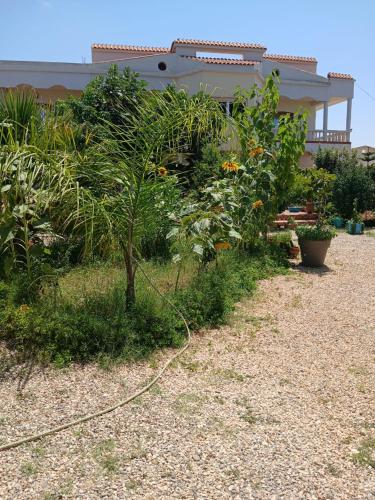 a garden with a small tree and some plants at Karyat arkman nador in Nador