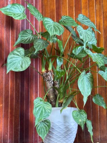 a green plant in a white vase on a wall at Hotel La Isla Inn in Puerto Viejo