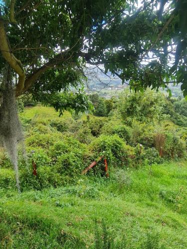 a field of grass with a tree in the foreground at Chalet Montaña Tenjo Mirador in Tenjo