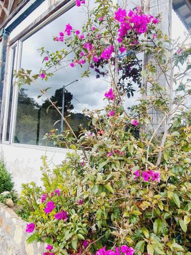a bush of purple flowers in front of a window at Chalet Montaña Tenjo Mirador in Tenjo