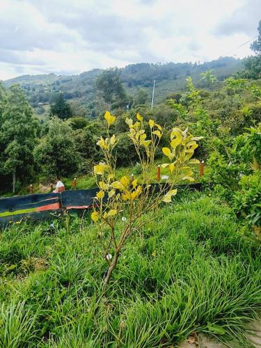 a small tree with yellow flowers in the grass at Chalet Montaña Tenjo Mirador in Tenjo