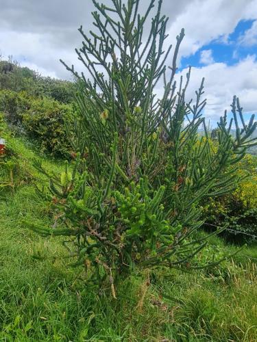a small pine tree in a field of grass at Chalet Montaña Tenjo Mirador in Tenjo