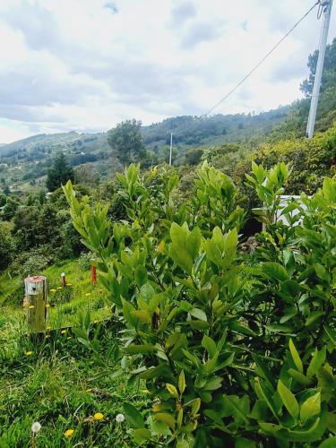 a green bush in the middle of a field at Chalet Montaña Tenjo Mirador in Tenjo