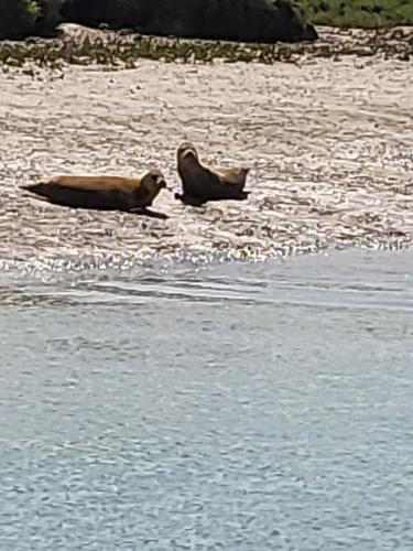 two birds are sitting in the water at Rūm by the beach in Camber