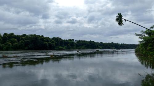 a view of a river with a palm tree at Ganesha Homestay in Malayāttūr